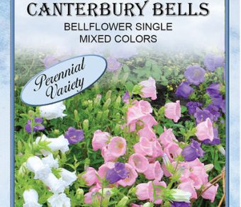 Canterbury Bell Mixed Colors