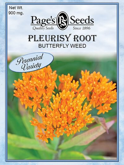 Pleurisy Root Butterfly Weed