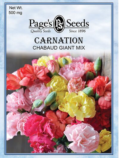 Carnation Chabaud's Giant Mix