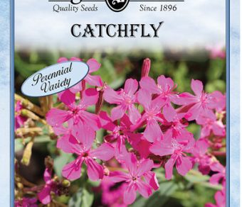 Catchfly
