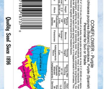 Coneflower Purple-Echinacea