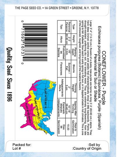 Coneflower Purple-Echinacea