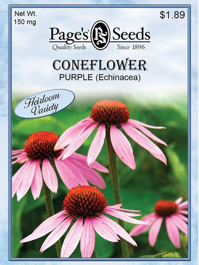 Coneflower Purple-Echinacea