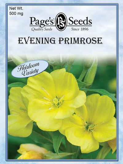 Evening Primrose