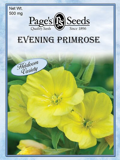 Evening Primrose