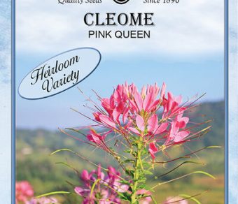 Cleome Pink Queen