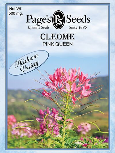 Cleome Pink Queen
