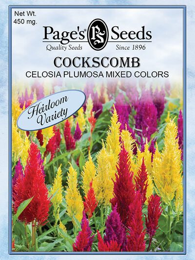 Cockscomb Celosia Plumosa Mixed Colors