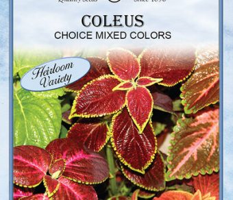 Coleus Choice Mixed Colors