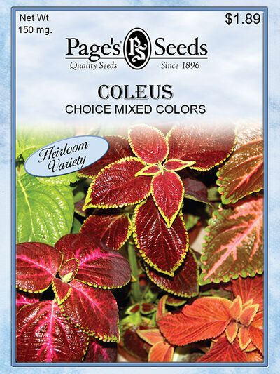 Coleus Choice Mixed Colors