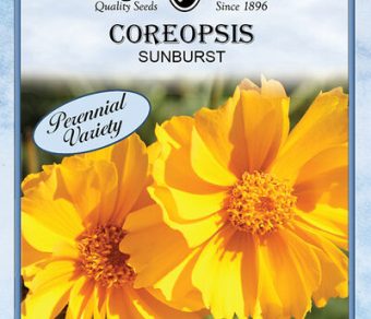 Coreopsis Sunburst