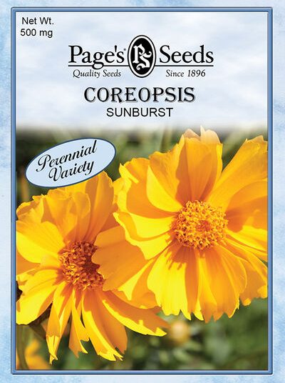 Coreopsis Sunburst