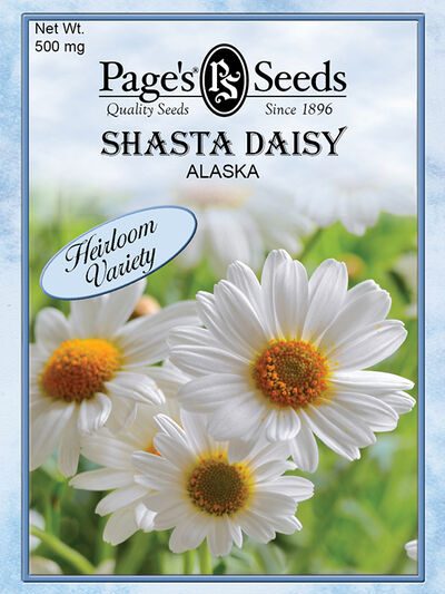 Shasta Daisy Alaska