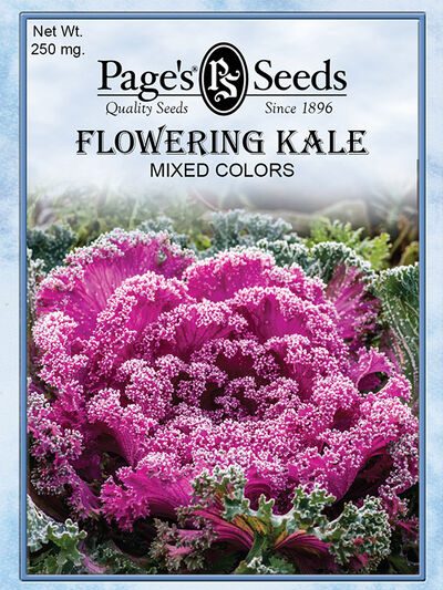 Flowering Kale Mixed Colors