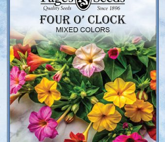 Four O'Clock Mixed Colors
