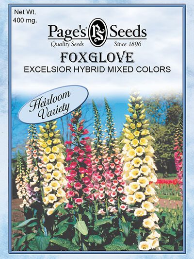 Foxglove Digitalis Mixed Colors