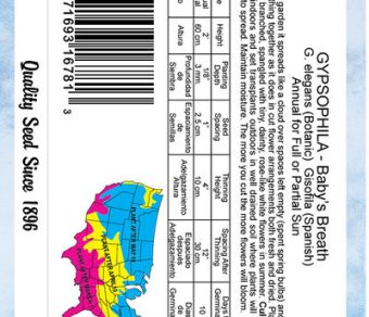 Gypsophila Baby's Breath