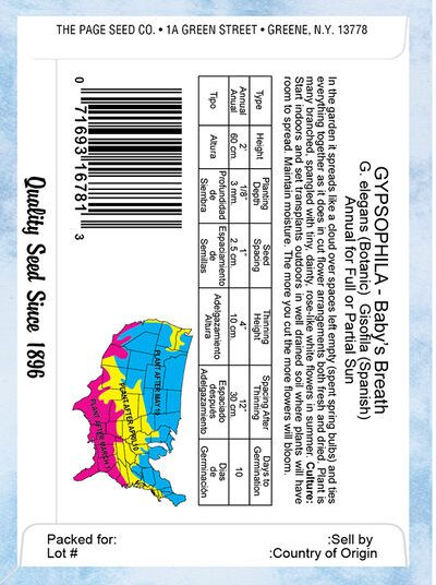 Gypsophila Baby's Breath