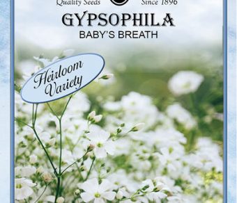 Gypsophila Baby's Breath