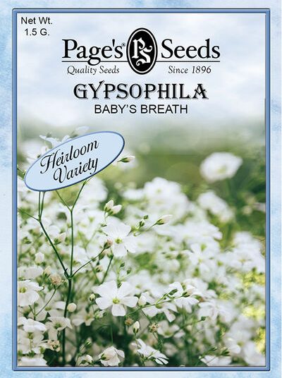 Gypsophila Baby's Breath