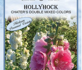 Hollyhock Chater's Double Mixed Colors