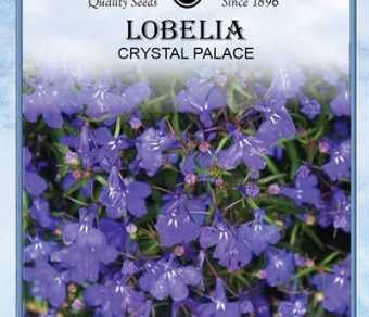 Lobelia Crystal Palace