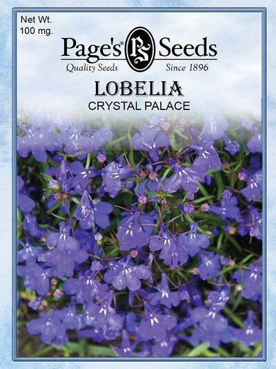 Lobelia Crystal Palace