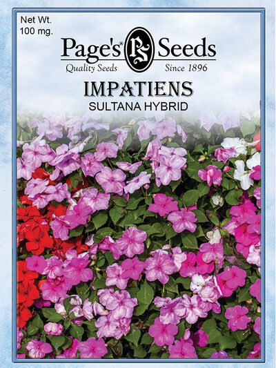 Impatiens Sultana Hybrid