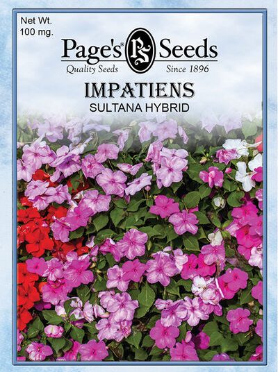 Impatiens Sultana Hybrid