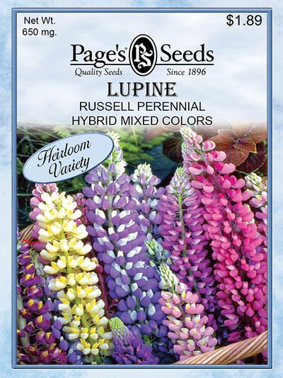 Lupine Russell Perennial Hybrid Mix