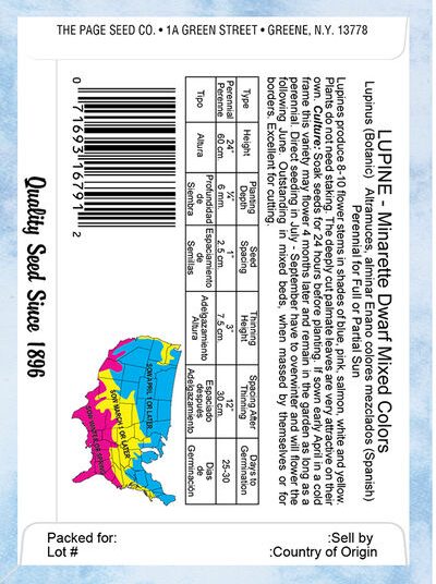 Lupine Minarette Dwarf