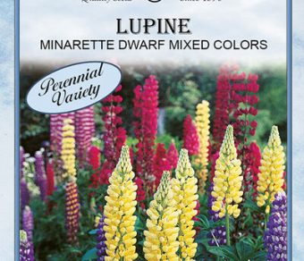 Lupine Minarette Dwarf