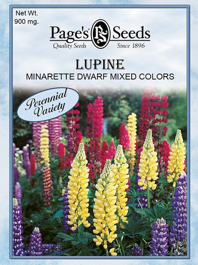 Lupine Minarette Dwarf