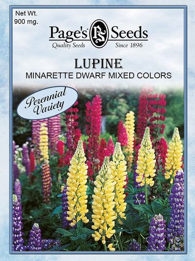Lupine Minarette Dwarf