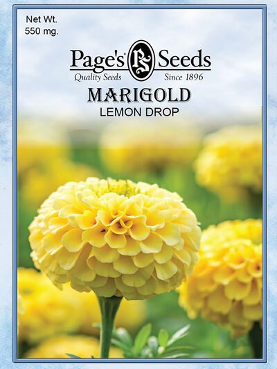 Marigold Lemon Drop