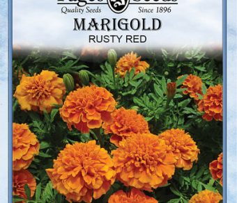 Marigold Rusty Red
