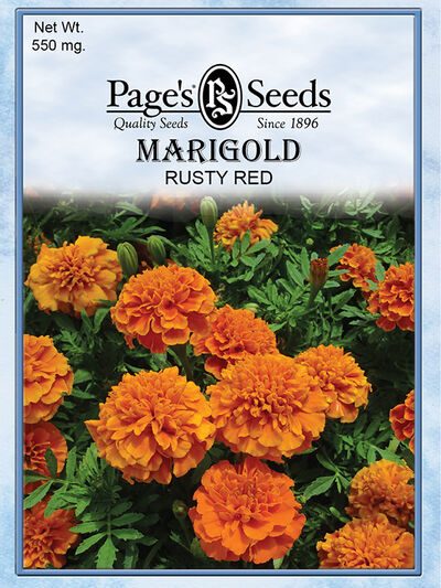 Marigold Rusty Red
