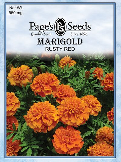 Marigold Rusty Red