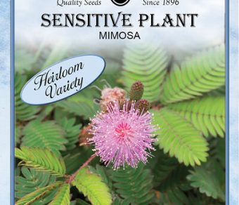 Mimosa Sensative Plant