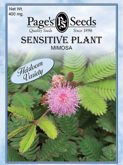 Mimosa Sensative Plant