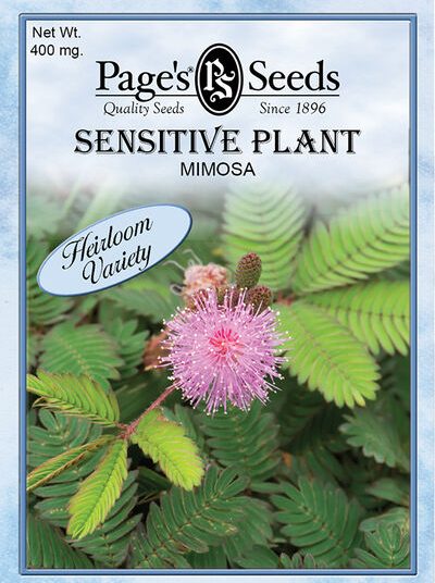 Mimosa Sensative Plant