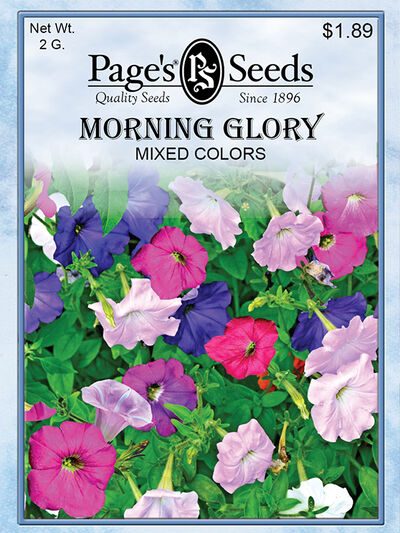 Morning Glory Mixed Colors