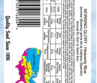 Morning Glory Heavenly Blue