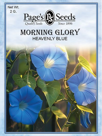 Morning Glory Heavenly Blue