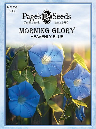 Morning Glory Heavenly Blue