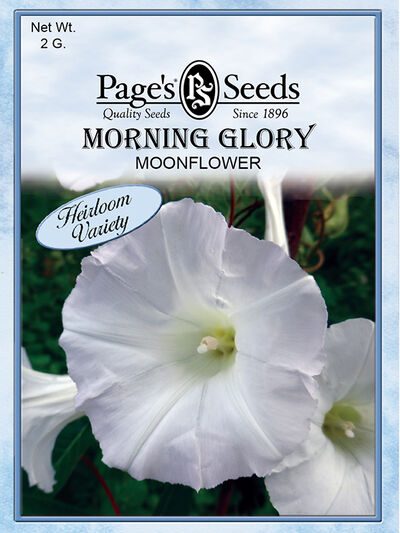 Morning Glory Moonflower