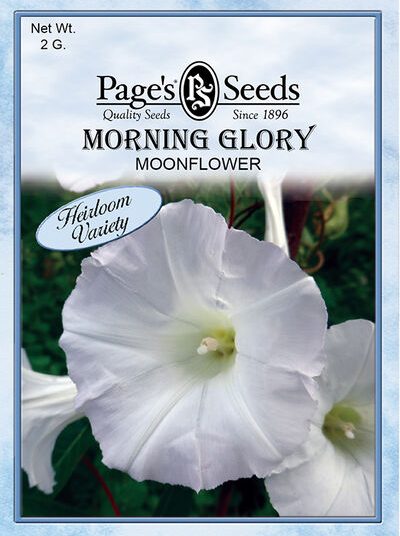Morning Glory Moonflower
