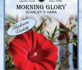 Morning Glory Sscarlet O' Hara