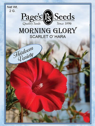 Morning Glory Sscarlet O' Hara