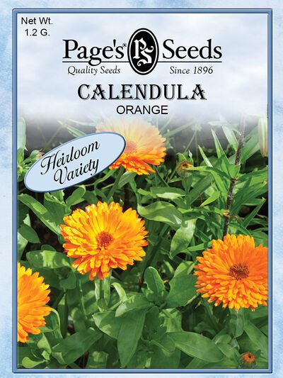 Calendula Orange